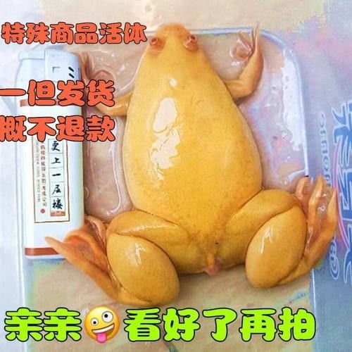 哈巴河哪個(gè)水族館龍魚好？祥龍魚場龍魚（哈巴河祥龍魚場）