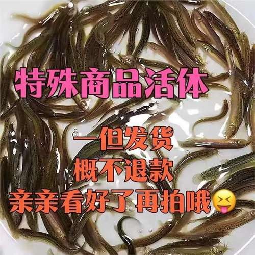 哈巴河哪個(gè)水族館龍魚好？祥龍魚場龍魚（哈巴河祥龍魚場）