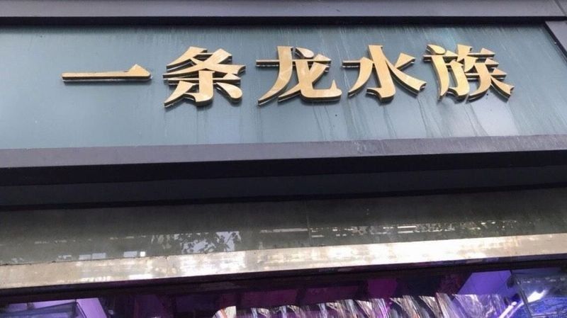 成都還有哪些龍魚市場（成都龍魚市場主要集中在以下幾個區域提供豐富的觀賞魚及水族用品）