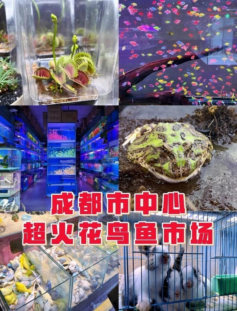 成都還有哪些龍魚市場（成都龍魚市場主要集中在以下幾個區域提供豐富的觀賞魚及水族用品）