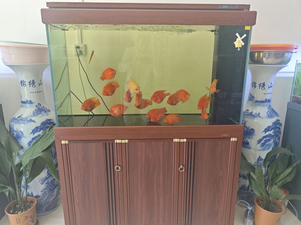 東昌府區(qū)還有哪些水族店(山東省聊城市東昌府區(qū)水族店分布較廣) 龍魚百科 第2張 東昌府區(qū)還有哪些水族店(山東省聊城市東昌府區(qū)水族店分布較廣) 東昌府區(qū)還有哪些水族店(山東省聊城市東昌府區(qū)水族店分布較廣) 龍魚百科 第2張