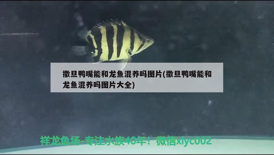 撒旦鴨嘴能和龍魚混養嗎圖片(撒旦鴨嘴能和龍魚混養嗎圖片大全)（撒旦鴨嘴能和龍魚混養嗎） 撒旦鴨嘴能和龍魚混養嗎圖片(撒旦鴨嘴能和龍魚混養嗎圖片大全)（撒旦鴨嘴能和龍魚混養嗎） 觀賞魚百科