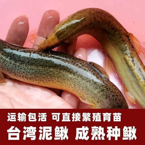 臺灣泥鰍苗和雙線鯽哪個更適合龍魚（臺灣泥鰍苗和雙線鯽哪個更適合新手養殖新手養殖）