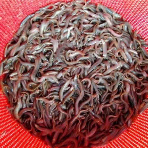 臺灣泥鰍苗和雙線鯽哪個更適合龍魚（臺灣泥鰍苗和雙線鯽哪個更適合新手養殖新手養殖）