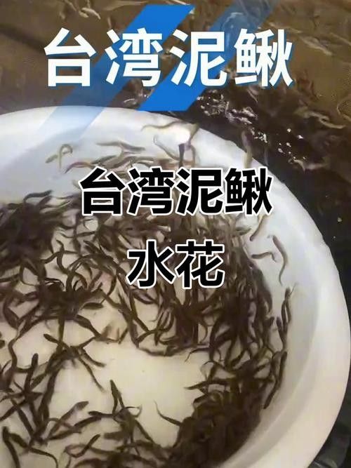 臺灣泥鰍苗和雙線鯽哪個更適合龍魚（臺灣泥鰍苗和雙線鯽哪個更適合新手養殖新手養殖）