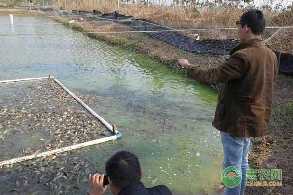 臺灣泥鰍苗和雙線鯽哪個更適合龍魚（臺灣泥鰍苗和雙線鯽哪個更適合新手養殖新手養殖）