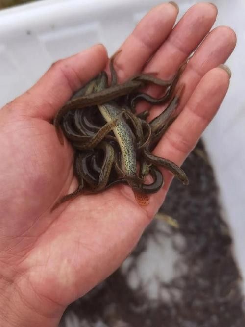 臺灣泥鰍苗和雙線鯽哪個更適合龍魚（臺灣泥鰍苗和雙線鯽哪個更適合新手養殖新手養殖）