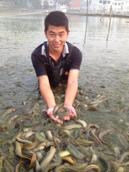 臺灣泥鰍苗和雙線鯽哪個更適合龍魚（臺灣泥鰍苗和雙線鯽哪個更適合新手養殖新手養殖）