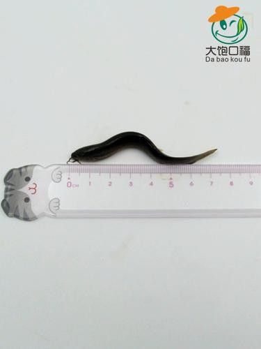 臺灣泥鰍苗和雙線鯽哪個更適合龍魚（臺灣泥鰍苗和雙線鯽哪個更適合新手養殖新手養殖）