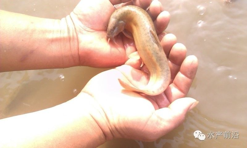 臺灣泥鰍苗和雙線鯽哪個更適合龍魚（臺灣泥鰍苗和雙線鯽哪個更適合新手養殖新手養殖）