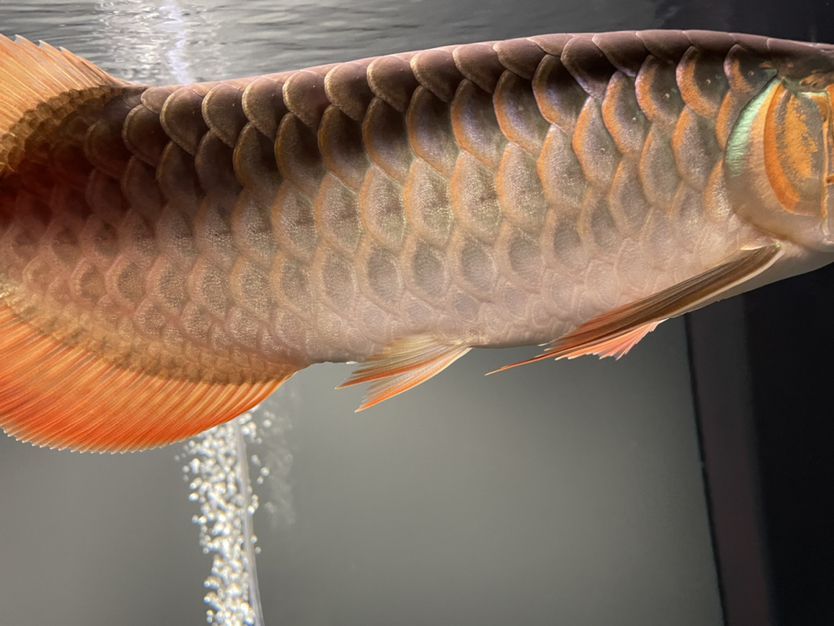 寶雞哪里賣魚缸的多一點兒 寶雞金魚批發市場在哪里