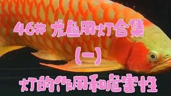 龍魚缸燈一般能用多久？（魚缸燈的壽命取決于多種因素延長龍魚缸燈的使用壽命）