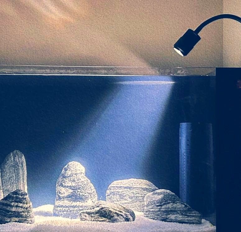 龍魚缸燈一般能用多久？（魚缸燈的壽命取決于多種因素延長龍魚缸燈的使用壽命）