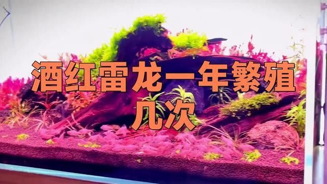 酒紅雷龍魚繁殖成功率有多高？（酒紅雷龍魚的繁殖成功率）