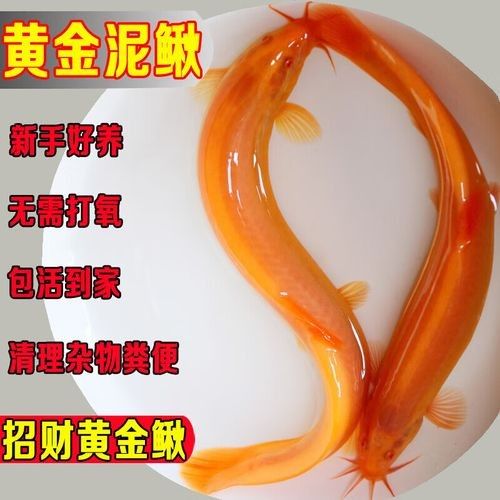 白玉金龍魚擺件如何保養(yǎng)？（ 白玉金龍魚擺件如何保養(yǎng)？（\