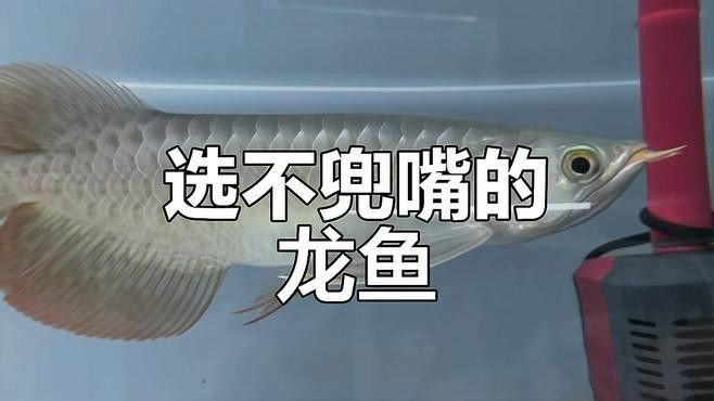 如何判斷龍魚是否兜嘴？（如何判斷龍魚兜嘴現象）