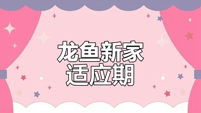 龍魚缸的價格范圍是多少？（20-30公分龍魚缸飼養技巧與注意事項）