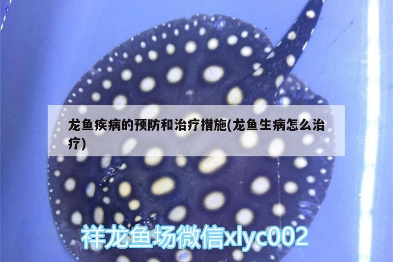 龍魚疾病的預(yù)防和治療措施(龍魚生病怎么治療)（龍魚疾病的預(yù)防和治療）