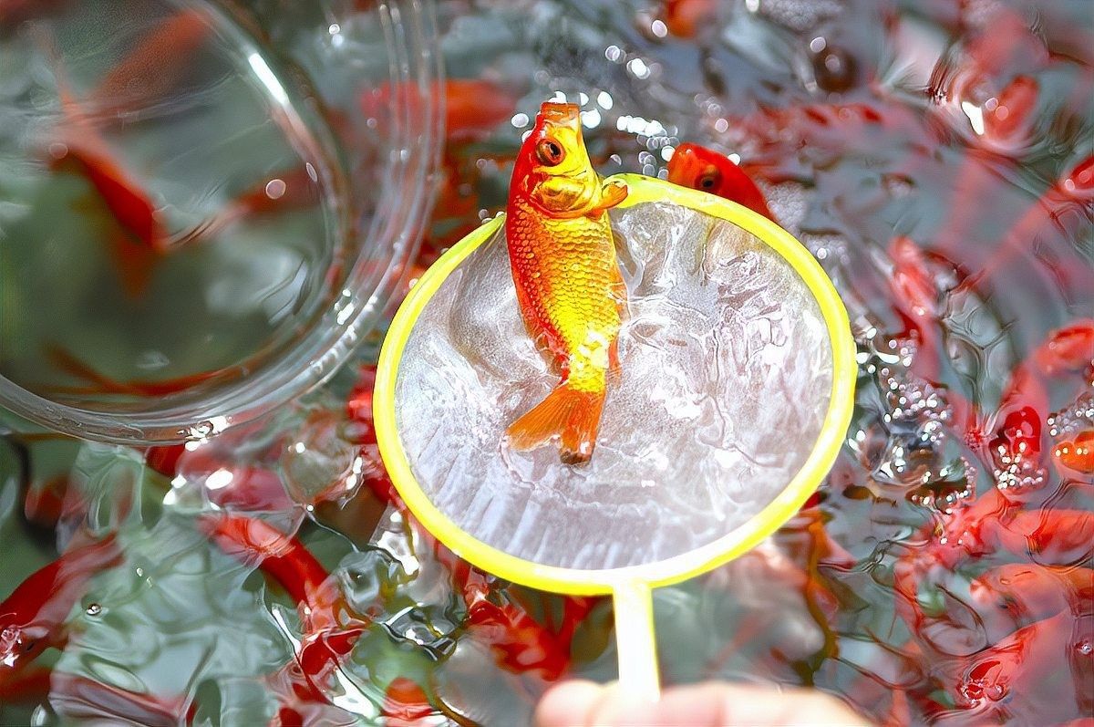 金龍魚尾巴紅點多久會好（金龍魚尾巴紅點多久會好金龍魚尾巴紅點多久會好）