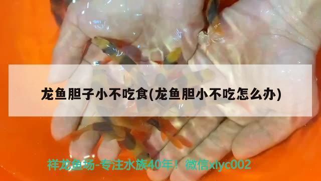 龍魚膽子小不吃食(龍魚膽小不吃怎么辦)（龍魚膽子小不吃東西怎么辦）