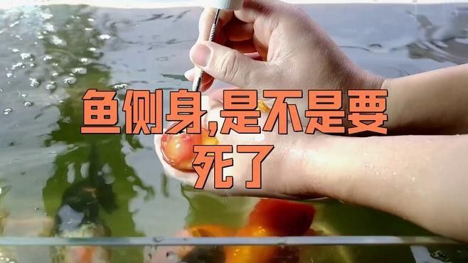 龍魚側(cè)游能自愈嗎？（萌寵日常趣事：魚側(cè)游能否自愈取決于具體原因原因）