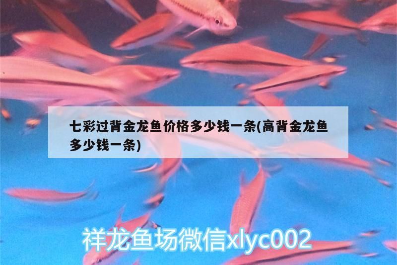 七彩過背金龍魚價格多少錢一條(高背金龍魚多少錢一條)（七彩過背金龍魚價格多少錢一條）