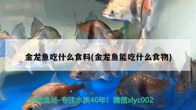 金龍魚吃什么食料(金龍魚能吃什么食物)（金龍魚吃什么食料）
