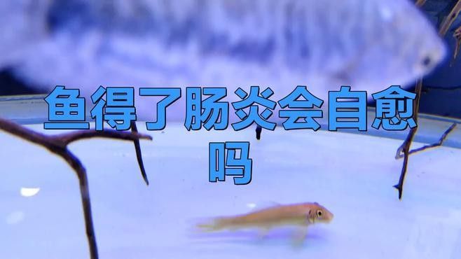 龍魚腸炎會自愈嗎？（老農談三農，魚得了腸炎會自愈嗎）