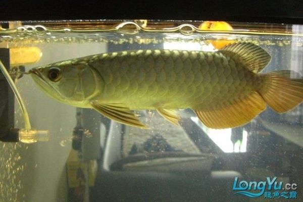 如何辨別金龍魚苗的品種（如何準確鑒別金龍魚苗的品種）