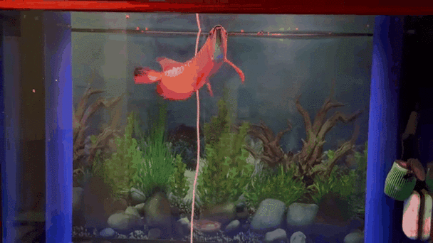 如何判斷金龍魚兜嘴的程度（龍魚兜嘴判斷金龍魚兜嘴的程度需要從以下幾個方面進行觀察）