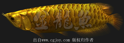 如何判斷金龍魚兜嘴的程度（龍魚兜嘴判斷金龍魚兜嘴的程度需要從以下幾個方面進行觀察）