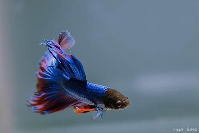 龍魚水溫多久恢復正常（超人強動物俱樂部龍魚水溫指南愛聽龍魚養(yǎng)護指南）