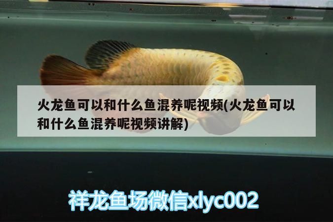 火龍魚可以和什么魚混養呢視頻(火龍魚可以和什么魚混養呢視頻講解)（小火龍魚可以和什么魚混養）