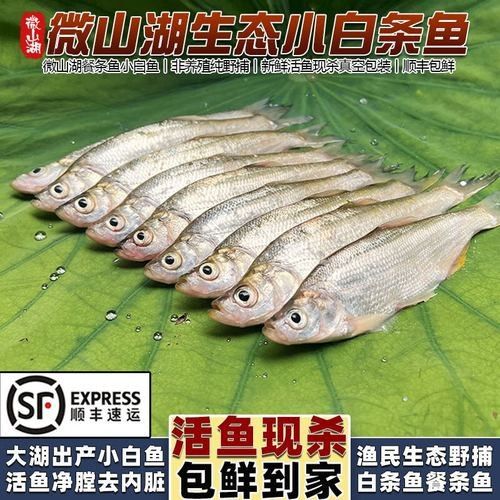 金龍魚翹嘴的價格是多少（金龍魚和翹嘴魚哪個更受歡迎金龍魚和翹嘴魚哪個更受歡迎）