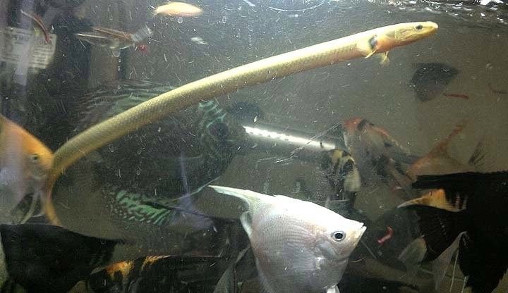 草繩恐龍魚混養(yǎng)有哪些成功案例？（草繩恐龍魚混養(yǎng)成功案例）