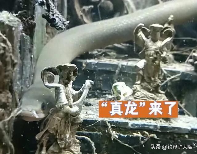草繩恐龍魚混養(yǎng)有哪些成功案例？（草繩恐龍魚混養(yǎng)成功案例）