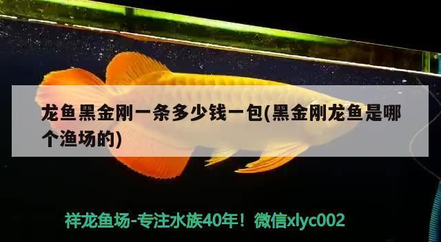 龍魚黑金剛一條多少錢一包(黑金剛龍魚是哪個漁場的)（龍魚黑金剛一條多少錢一包） 龍魚黑金剛一條多少錢一包(黑金剛龍魚是哪個漁場的)（龍魚黑金剛一條多少錢一包） 觀賞魚百科