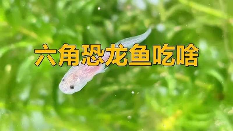 如何搜索恐龍魚的視頻資源？（恐龍魚的視頻資源可以通過多種方式進行）