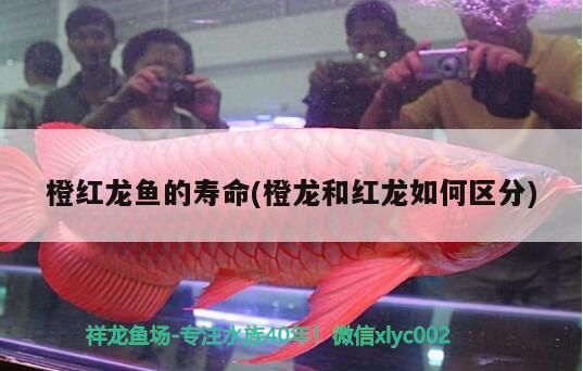 橙紅龍魚的壽命(橙龍和紅龍如何區分)（橙紅龍魚的壽命和橙龍和紅龍魚的壽命和橙龍如何區分）