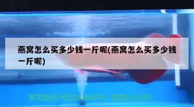 龍魚魚食品牌介紹：龍魚魚食哪個牌子好（龍魚食品牌的選擇） 龍魚魚食品牌介紹：龍魚魚食哪個牌子好（龍魚食品牌的選擇） 觀賞魚百科 第1張
