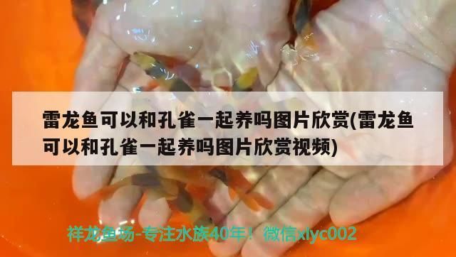 雷龍魚可以和孔雀一起養(yǎng)嗎圖片欣賞(雷龍魚可以和孔雀一起養(yǎng)嗎圖片欣賞視頻)（雷龍魚可以和孔雀一起養(yǎng)嗎）