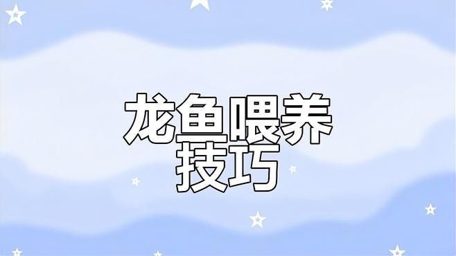 龍魚多久喂一次食？（龍魚喂養的頻率，取決于幾個關鍵因素）
