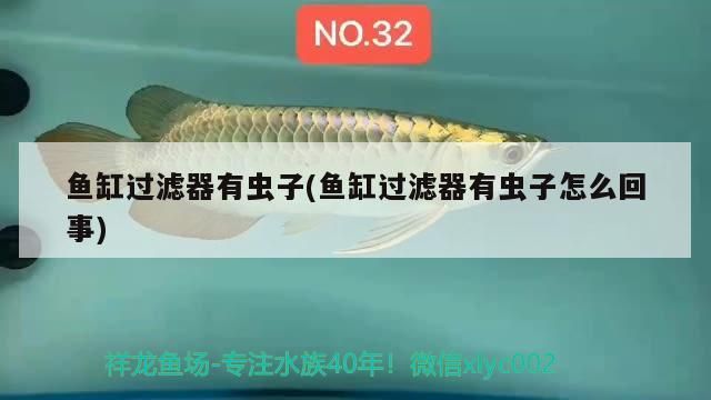 給大魚缸換水的作文:體驗給大魚缸換水的樂趣:體驗給大魚缸換水:給大魚缸換水的作文 魚缸過濾器有蟲子(魚缸過濾器有蟲子怎么回事)(魚缸過濾器有蟲子和魚缸過濾器有蟲子怎么回事) 觀賞魚百科 魚缸過濾器有蟲子(魚缸過濾器有蟲子怎么回事)(魚缸過濾器有蟲子和魚缸過濾器有蟲子怎么回事) 魚缸過濾器有蟲子(魚缸過濾器有蟲子怎么回事)(魚缸過濾器有蟲子和魚缸過濾器有蟲子怎么回事) 觀賞魚百科