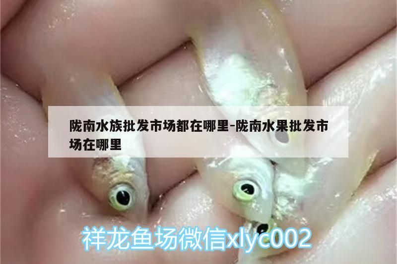 隴南水族批發市場都在哪里:隴南水果批發市場在哪里（水族批發市場）