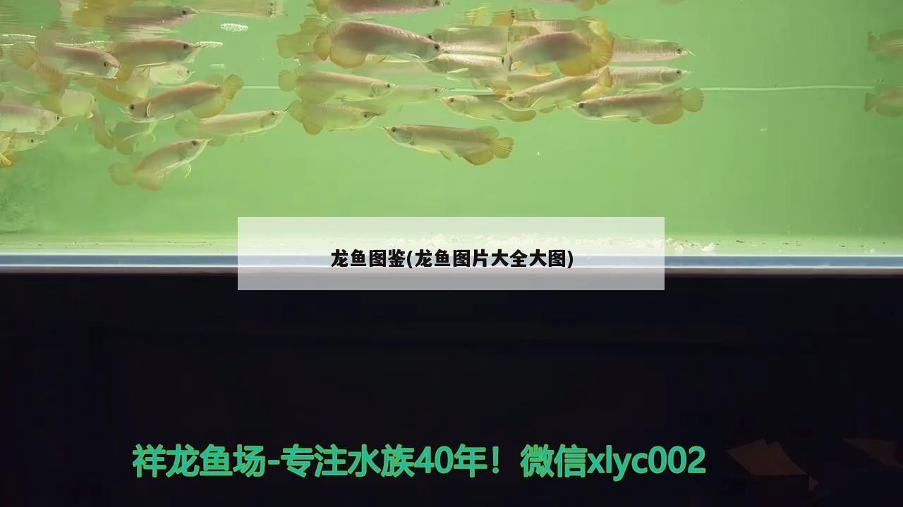 龍魚圖鑒(龍魚圖片大全大圖)（魚圖鑒：紅龍魚能和什么魚一起養，紅龍魚什么品種好）