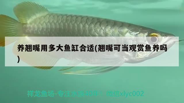 為何養(yǎng)魚要擇日,最近有什么好看的日漫或國漫(《斗羅大陸》養(yǎng)魚擇日) 觀賞魚百科 第3張 為何養(yǎng)魚要擇日,最近有什么好看的日漫或國漫(《斗羅大陸》養(yǎng)魚擇日) 為何養(yǎng)魚要擇日,最近有什么好看的日漫或國漫(《斗羅大陸》養(yǎng)魚擇日) 觀賞魚百科 第3張