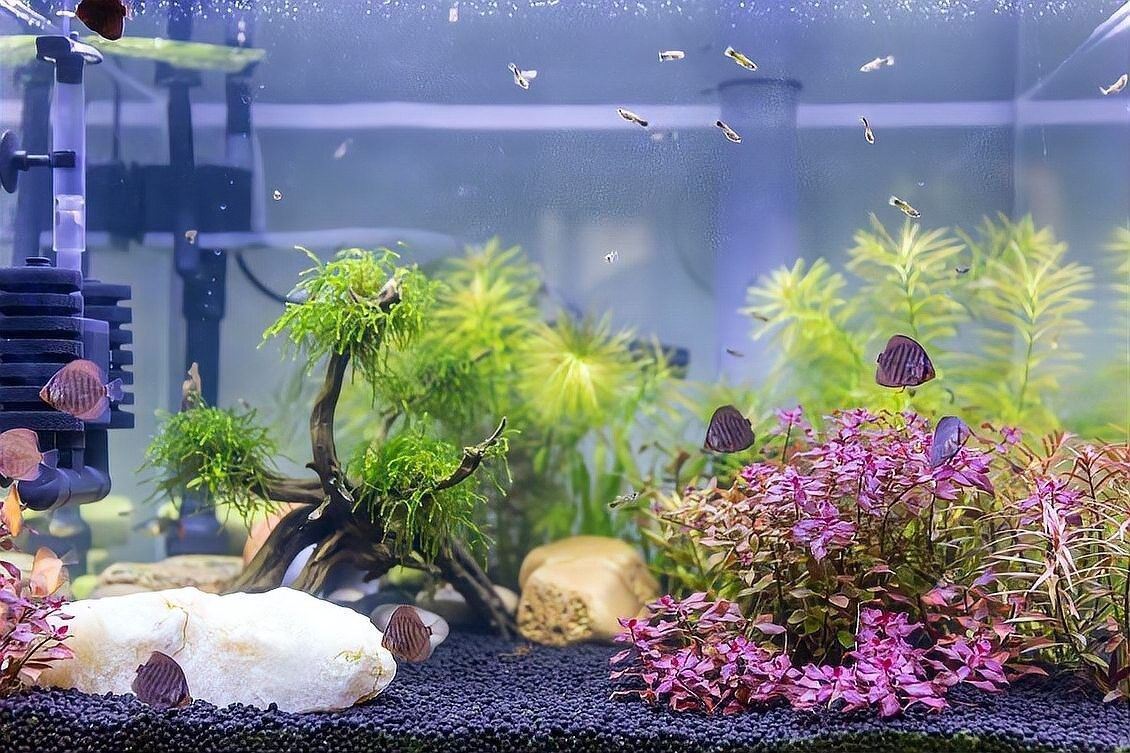 雷龍魚沉木可以放在哪個位置（雷龍魚放置沉木的位置選擇）