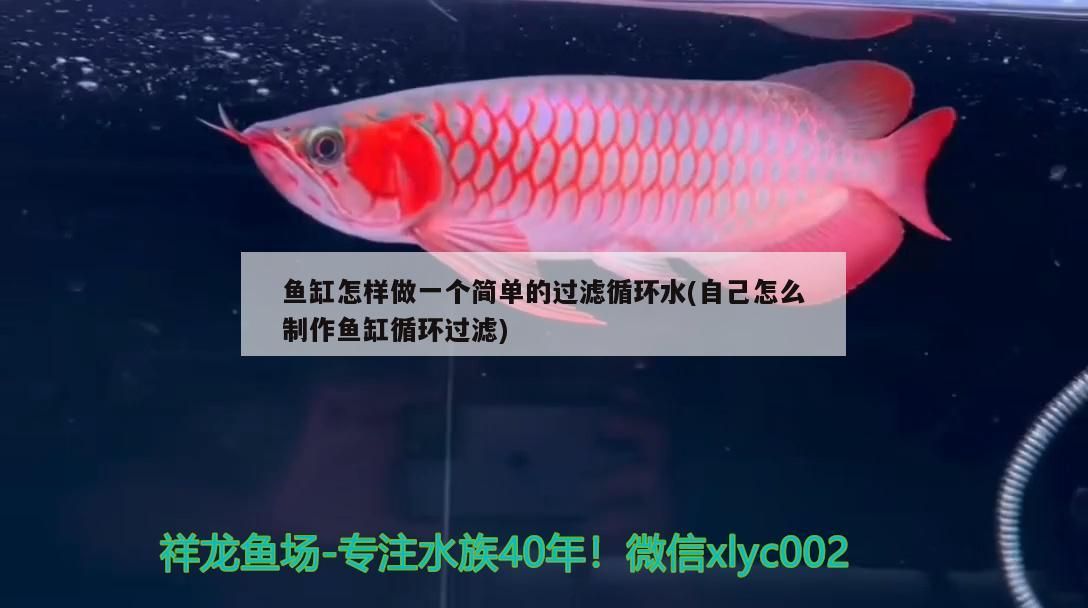魚缸怎樣做一個簡單的過濾循環(huán)水(自己怎么制作魚缸循環(huán)過濾)（魚缸怎樣做一個簡單的過濾循環(huán)水）