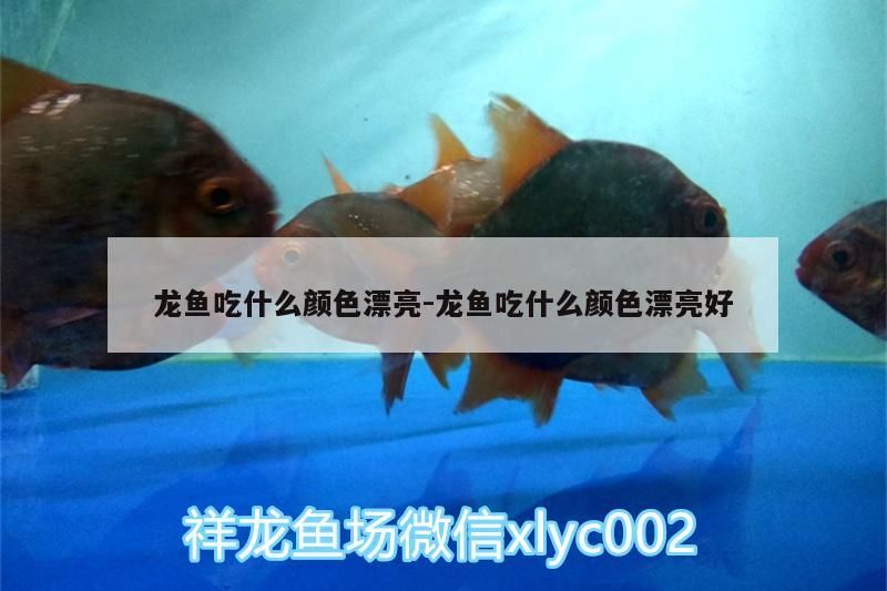 龍魚吃什么顏色漂亮:龍魚吃什么顏色漂亮好（金龍魚吃什么顏色漂亮好看，龍魚吃什么顏色漂亮好看）