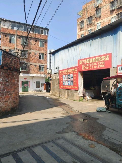 南寧龍魚市場哪家最靠譜（南寧龍魚市場如何選擇）